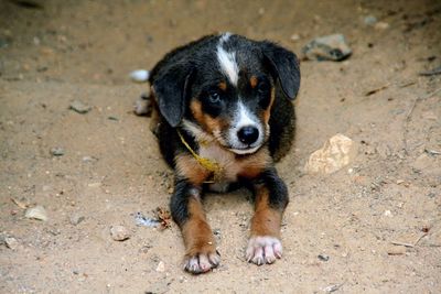 High angle portrait of puppy on land