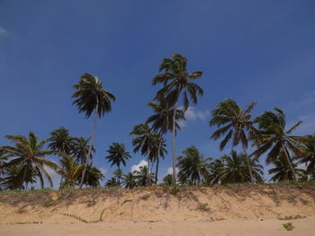 Low angle view of palm trees against clear sky