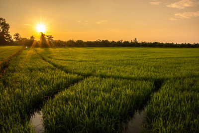 Scenic view of field against sky during sunset