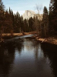 Reflection of trees in water