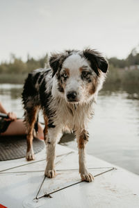 Portrait of dog standing in water