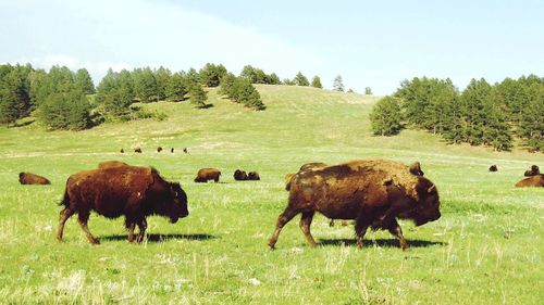 Buffalo  grazing on field against sky