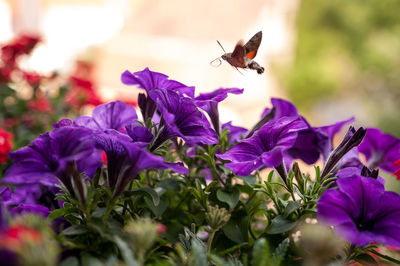 Close-up of insect hovering above purple flower