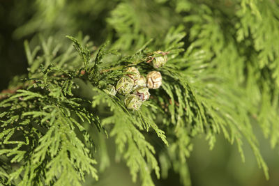 Conifer branch with cone yew berries