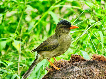 Close-up of bird perching on plant