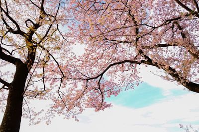 Low angle view of cherry blossom tree against sky