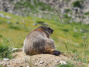 Marmot enjoying the summer sun