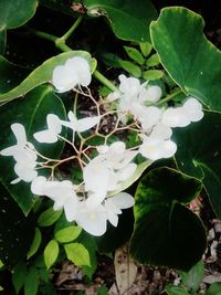 Close-up of fresh green plant