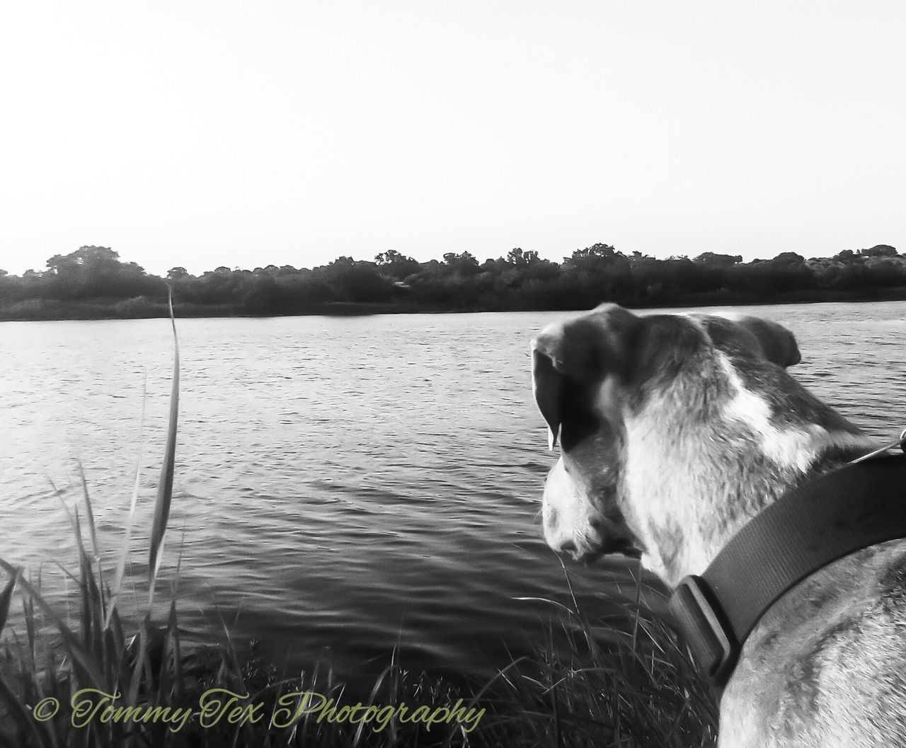 domestic animals, one animal, dog, pets, animal themes, mammal, water, lake, nature, outdoors, day, no people, clear sky, grass, sky