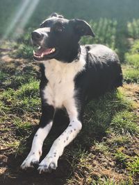 Dog looking away on field