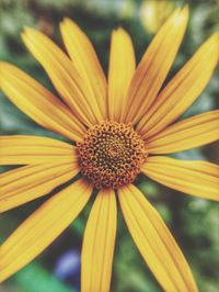 Close-up of yellow flower