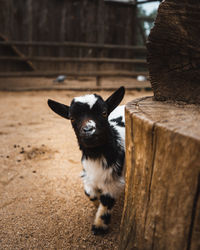 Portrait of black goat on farm