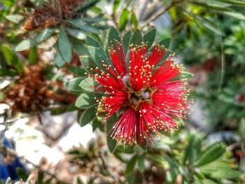 Close-up of red flowers