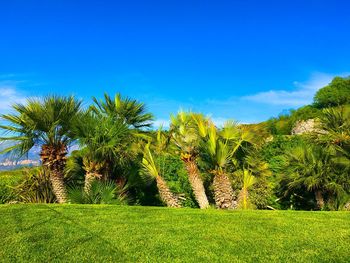 Scenic view of palm trees on field against blue sky