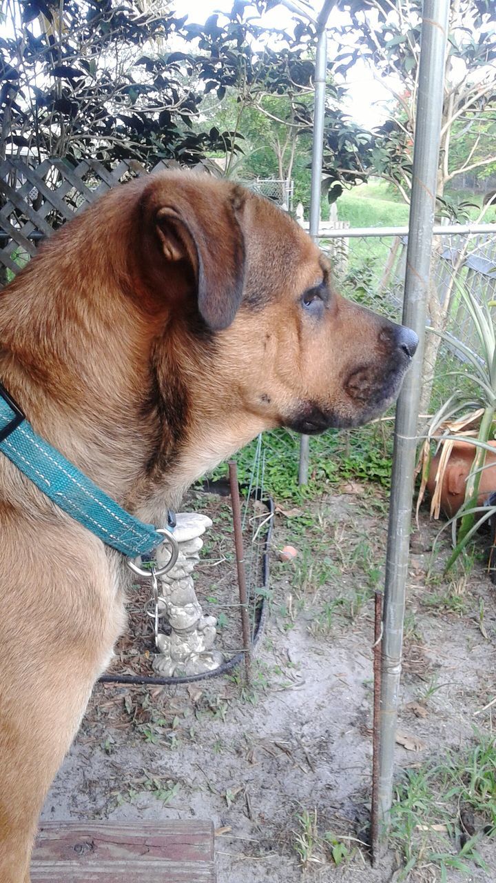 domestic animals, mammal, animal themes, one animal, pets, animal head, brown, tree, livestock, dog, horse, sunlight, fence, side view, herbivorous, relaxation, day, standing, close-up, animal