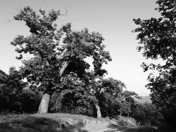 Low angle view of trees against clear sky