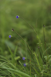 Close-up of purple flowering plant on field