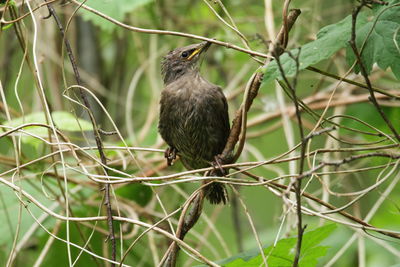 Close-up of bird perching on branch