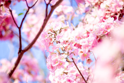 Close-up of pink cherry blossoms in spring