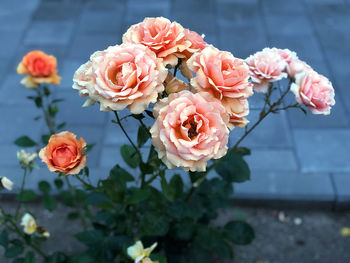 Close-up of pink roses