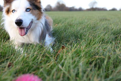 Dog lying on grass