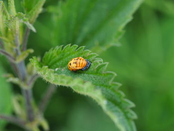 Close-up of ladybug on leaf