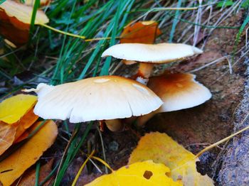 Close-up of mushroom growing outdoors