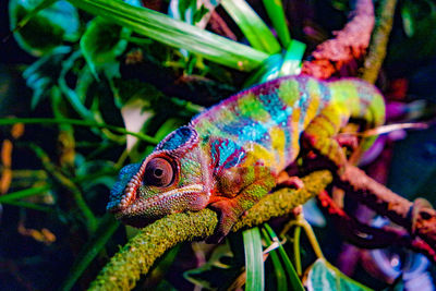 Close-up of multi colored animal