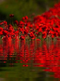 Red flowers floating on water in lake