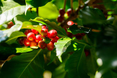 Close-up of red berries growing on tree