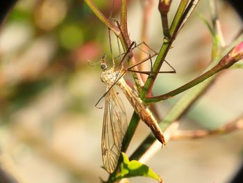 Close-up of insect on plant