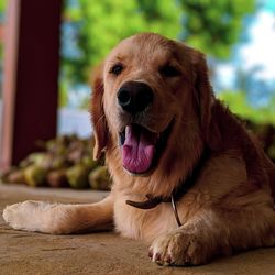 Close-up of a dog