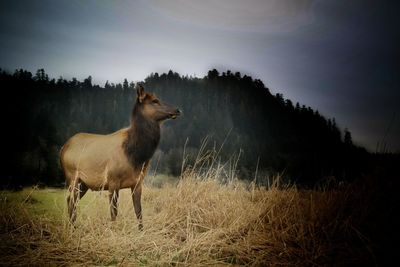 Deer on grass against sky
