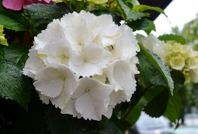 Close-up of white flowers blooming outdoors