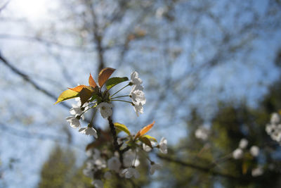 Low angle view of cherry blossoms in spring