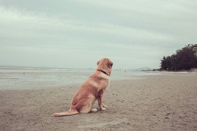 Dog on shore against clear sky