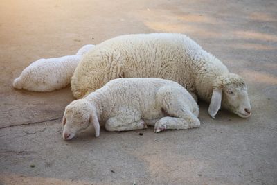 High angle view of sheep sleeping