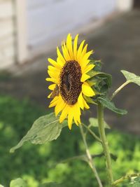 Close-up of yellow sunflower blooming outdoors