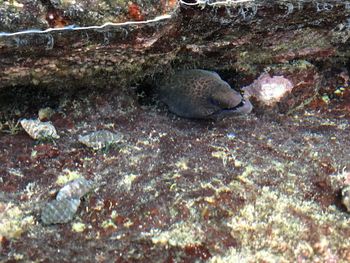 Close-up of turtle in sea