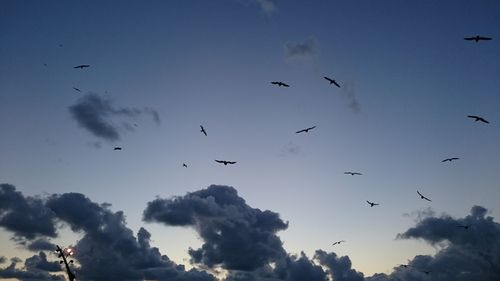 Low angle view of birds flying in sky