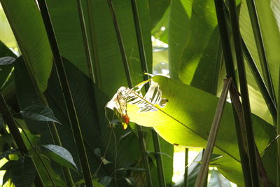 Close-up of butterfly on green leaves