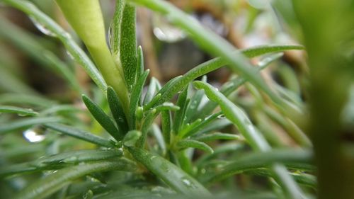 Close-up of wet plant