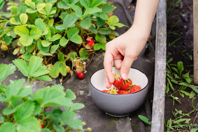 Hand puts strawberries in a bowl on a garden bed