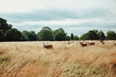 Sheep grazing on field