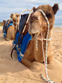 Horse cart on sand