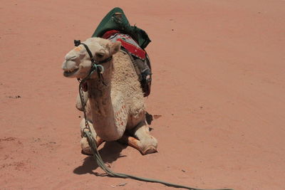 View of a horse on sand