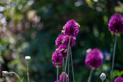 Close-up of purple flowering plant