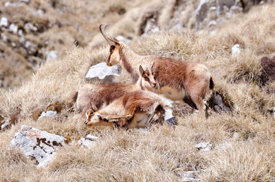 View of deer relaxing on field