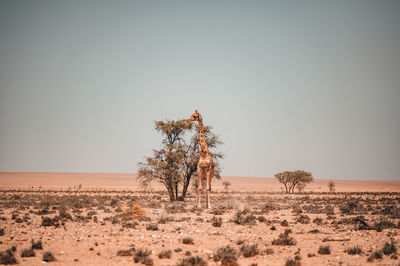 View of giraffe in safari against sky