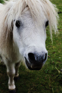 Close-up of white horse on field